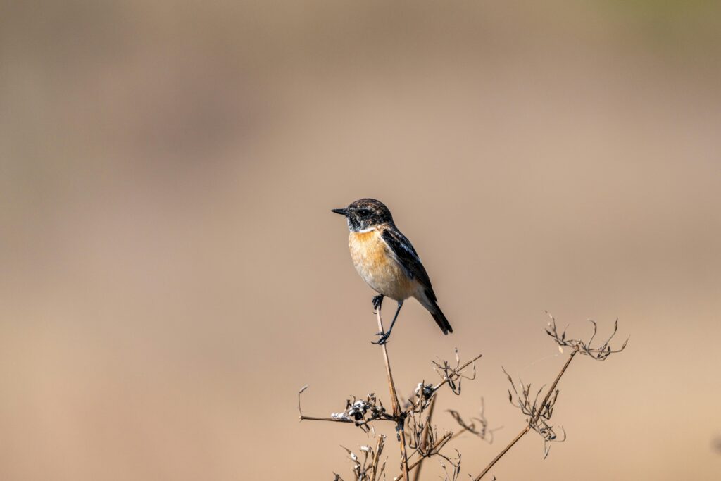 pexels navlakha 35589611