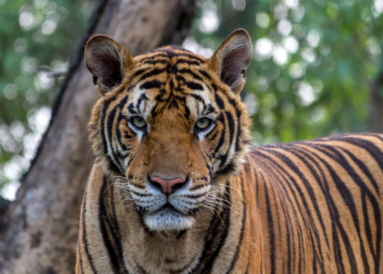 pexels pixabay 248314