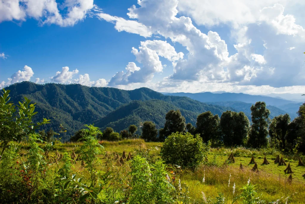 Offbeat places in Uttarakhand - Deep pine forest canopies inside Binsar Sanctuary