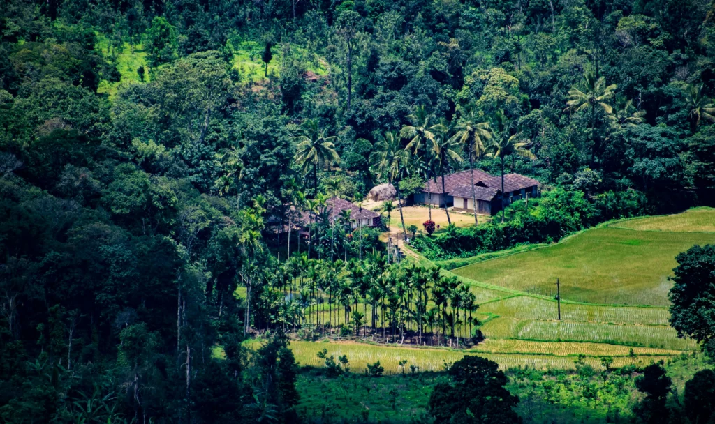 Lush green coffee estates in rainy Coorg, a perfect family place to visit in July