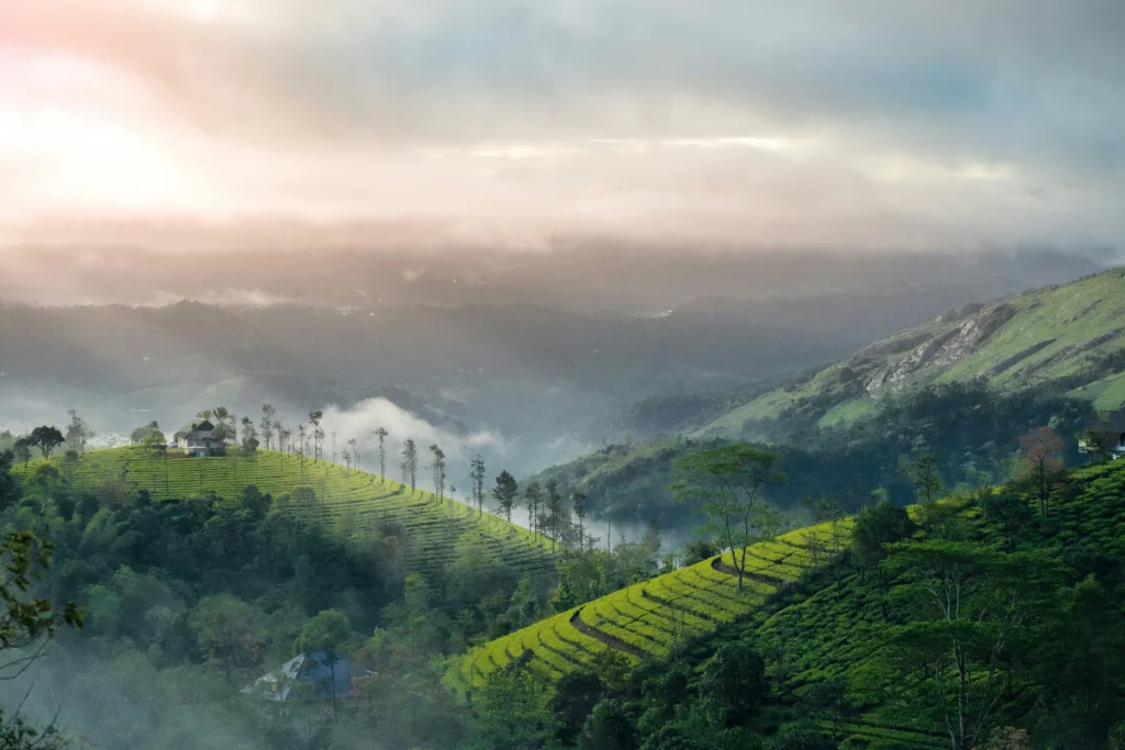 Misty green tea gardens in Munnar, a popular destination to visit in India during July