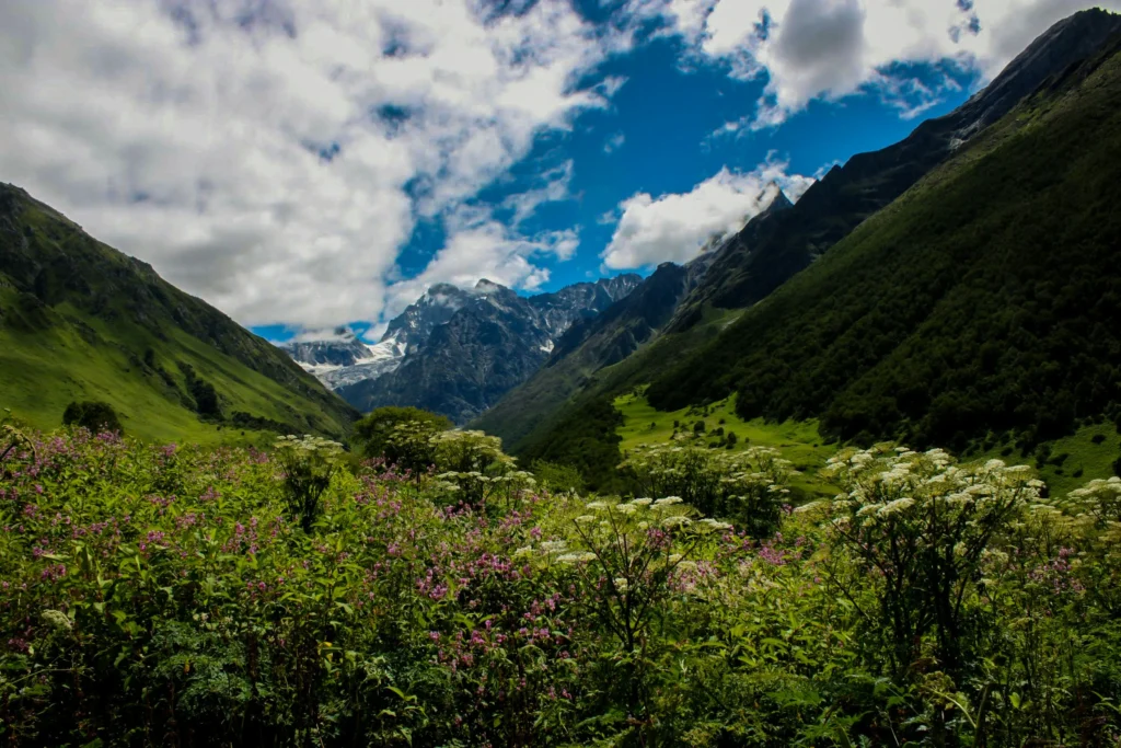 Alpine flower meadows blooming in Uttarakhand during the July monsoon